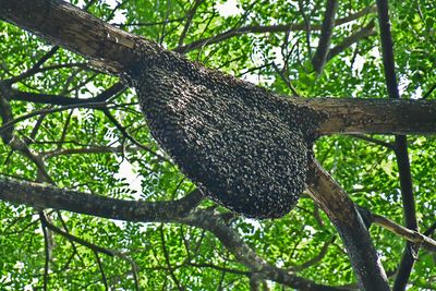 Bee colony; most likely Aphis dorsata - India-2-1355