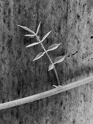 06-18 Trumpet vine on Moso bamboo i8024bw