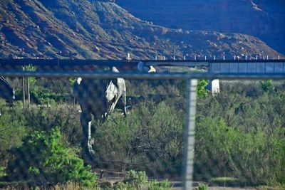 05 01 Hey, what the...? Utah19-2-0597