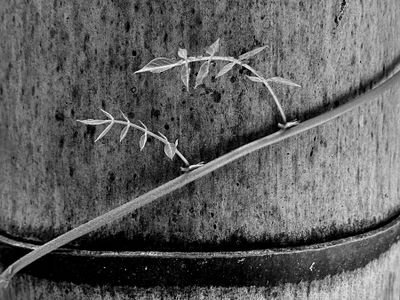 06-18 Trumpet vine on Moso bamboo i8026bw