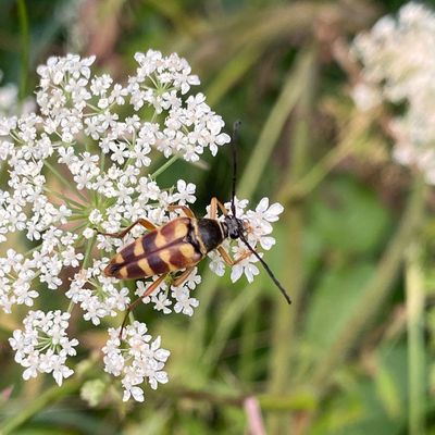 07-10 Probably Typocerus velutinus i8941sq