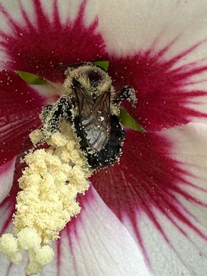 07-13 Pollen covered bumble bee on Rose of Sharon i9053