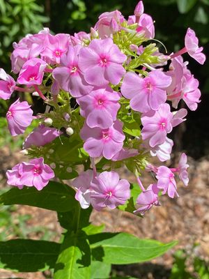 07-06 Phlox i8808