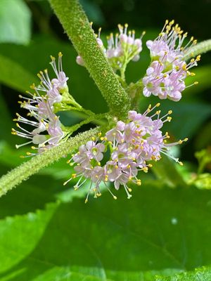 07-06 American beautyberry i8813