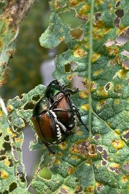 06-27 Japanese beetles mating i1313