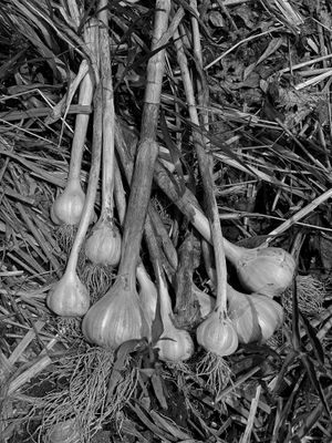 06-27-i1318bw