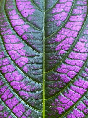 07-10 Persian shield i8997