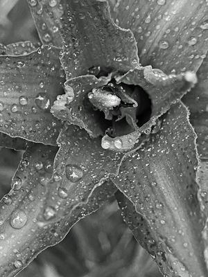 06-30 Daylily after rain i8397bw