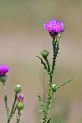 07-24 Thistle 3473
