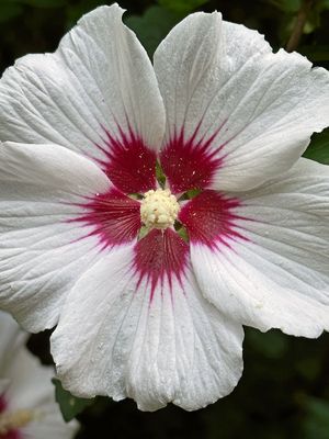 07-10 Rose of Sharon i9031