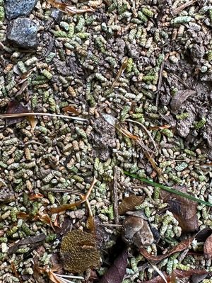 07-28 Frass from white pine sawfly i9538