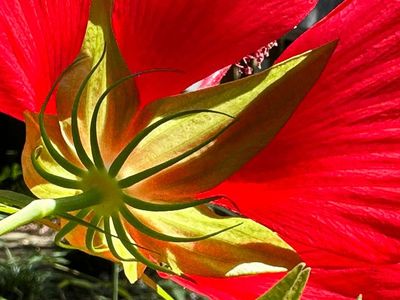 07-29 Swamp hibiscus i9564