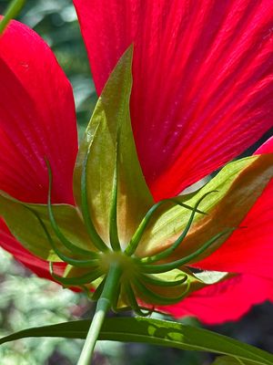 07-29 Swamp hibiscus i9565