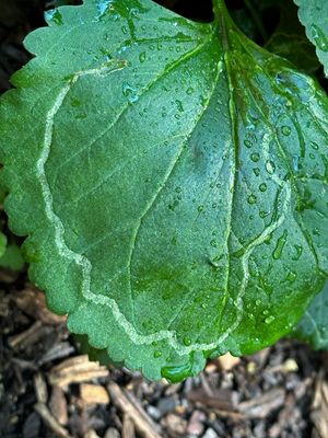 08-19 Leaf miner i0029