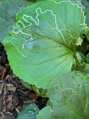 08-19 Leaf miner i0030