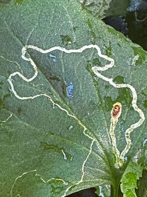 08-19 Leaf miner i0031