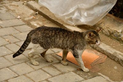 Medina cat - Moroc-3310