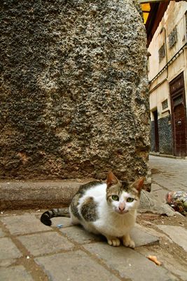 Medina cat - Moroc-3312