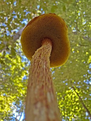 08-16 Polypore i9837