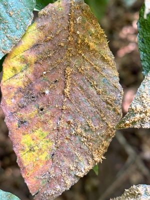 08-19 Fungus Scorias spongiosa growing on aphid honeydew i0052