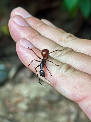 Ants - Formicidae
