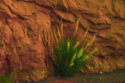 Princes plume - Utah19-2-0679