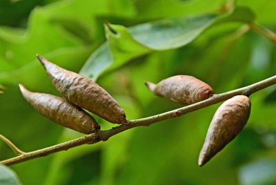 06-28 Fusiform Oak Apple Galls - Result of cynipid wasp Amphibolips acuminata 5440cr
