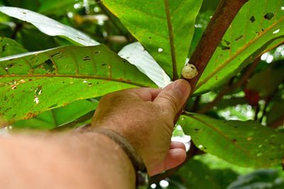 Really large wax scale insect - India-2-1420cr