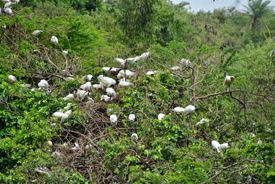 Black-headed Ibises - India-2-1424cr