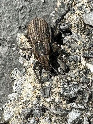 09-12 White-fringed beetle i2117