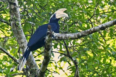 08-30 Oriental pied hornbill 7958cpyvhcr
