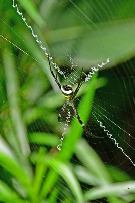Probably the Giant cross spider - India-2-1450hcr