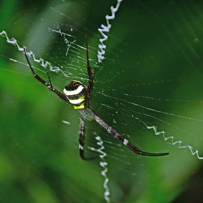 Probably the Giant cross spider - India-2-1453