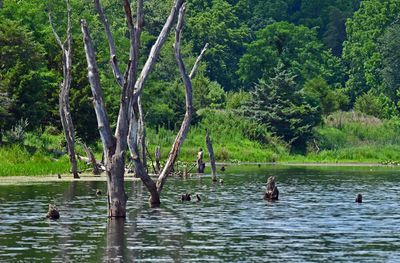 07-24 Kimsey Run Lake 3452