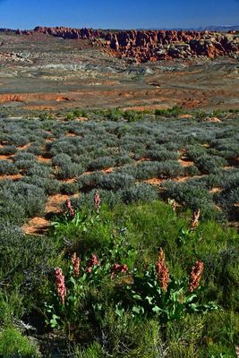 Sand dock and a layered landscape - Utah19-2-0733