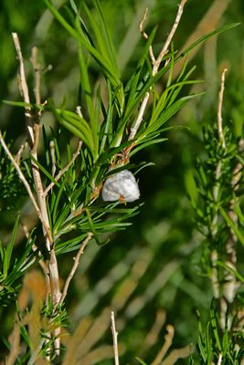Spider egg sack - Utah19-2-0756
