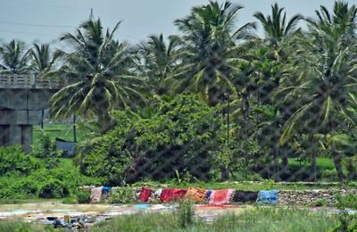 Drying laundry on the river bank - India-2-1521