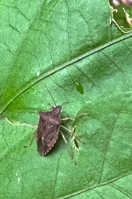 10-14 Spined soldier bug i2810vhc