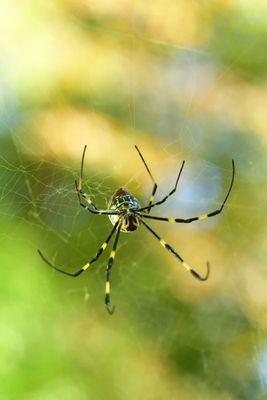 10-22 Joro spider 9731