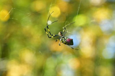 10-23 Joro spider 9742