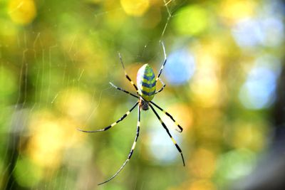 10-23 Joro spider 9756