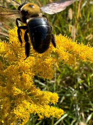 Bees