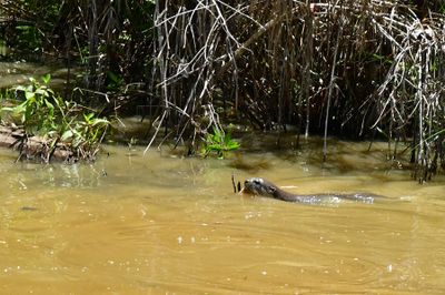 08-24 Believe these to be smooth-coated otters in a pond 3529vhcr