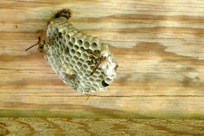 Polistes sp. - DSCN5554-s