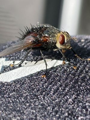 06-28 Tachinid fly i1423