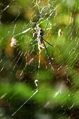 10-24 The spider and the fly 9825hcr