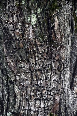 06-29 Sapsucker work 5511