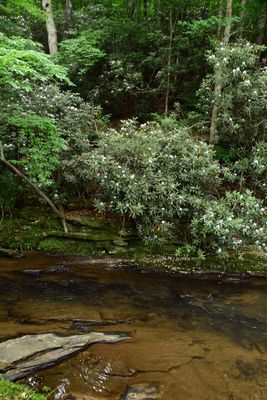 06-29 Stream-side rhododendrons 5514