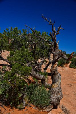 Twisted - Utah19-2-0826