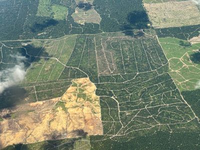 08-24 Oil palm plantations i0333